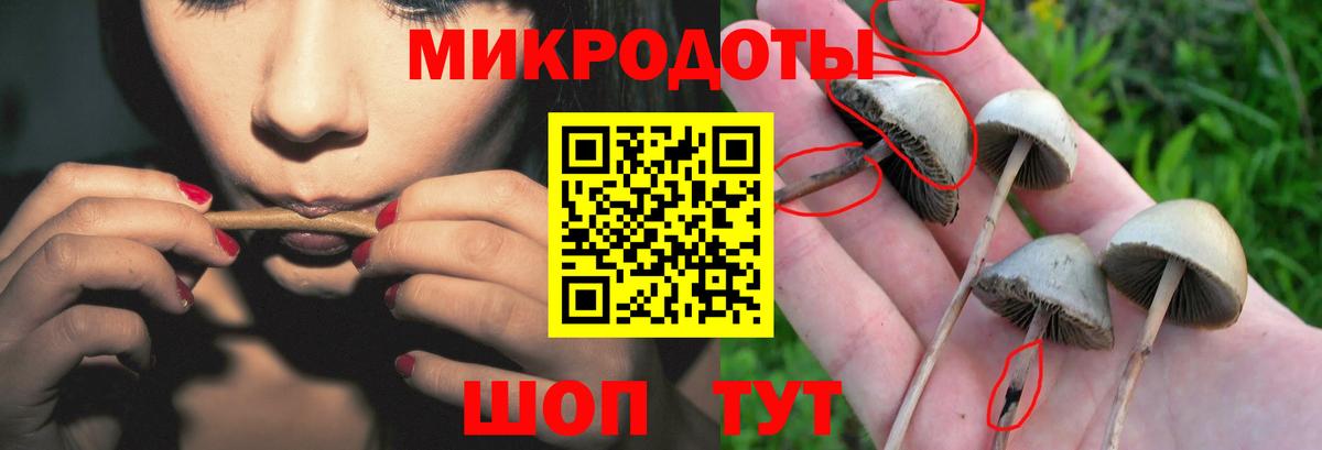 Псилоцибиновые грибы Psilocybine cubensis Кыштым